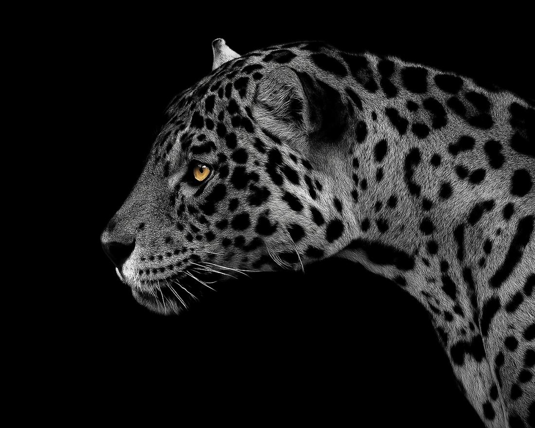 A jaguar in profile